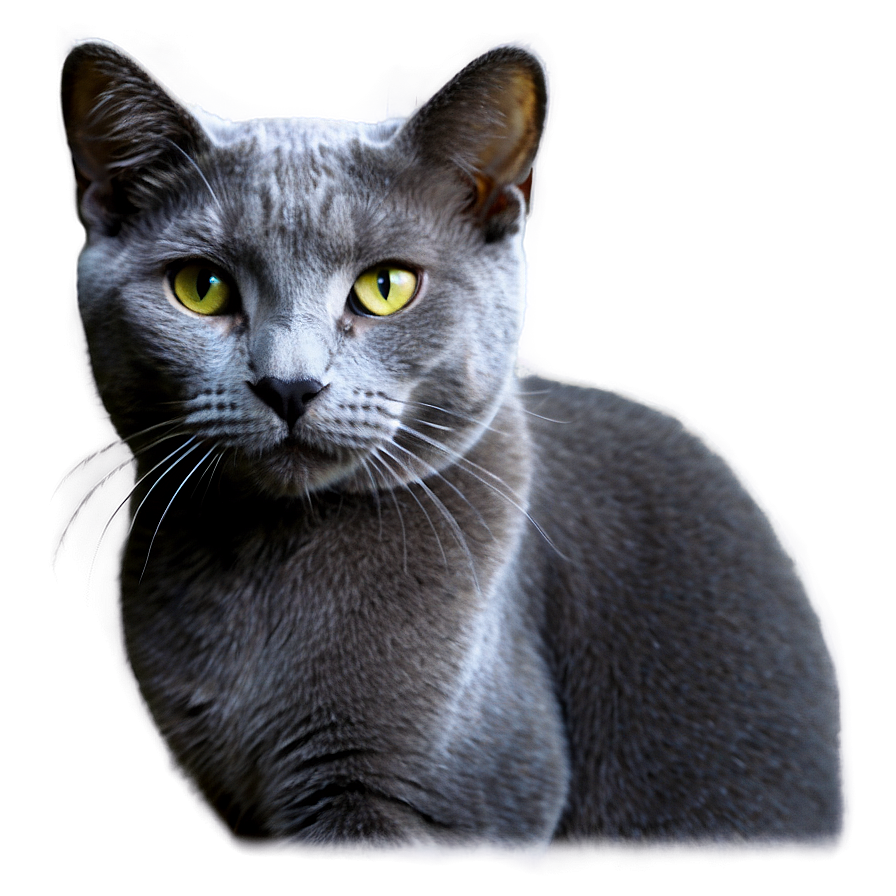 Russian Blue Cat Whiskers Png 06272024 PNG Image