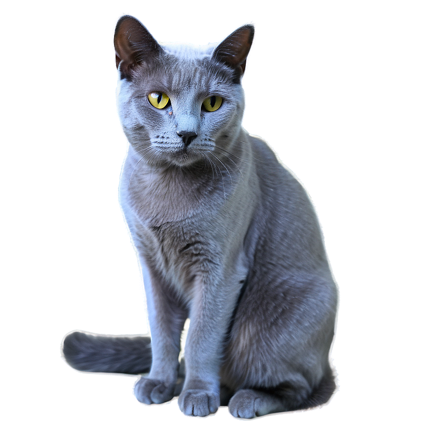 Russian Blue Cat With Soft Fur Png Pva51 PNG Image