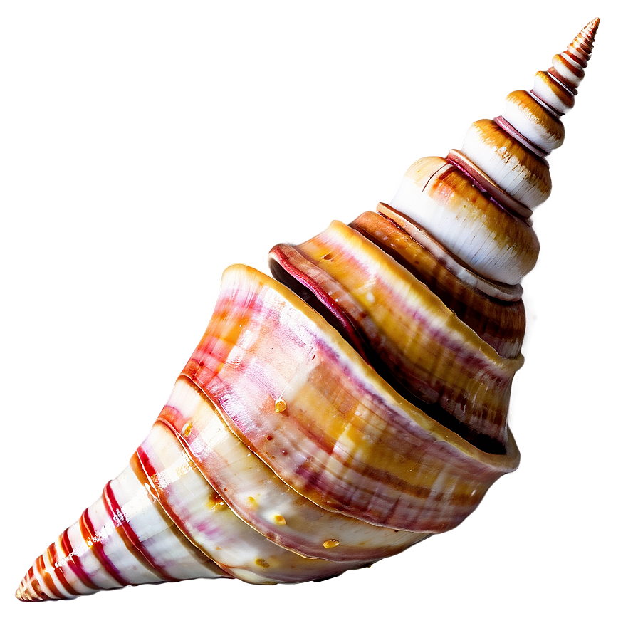 Rustic Conch Shell Png 57 PNG Image