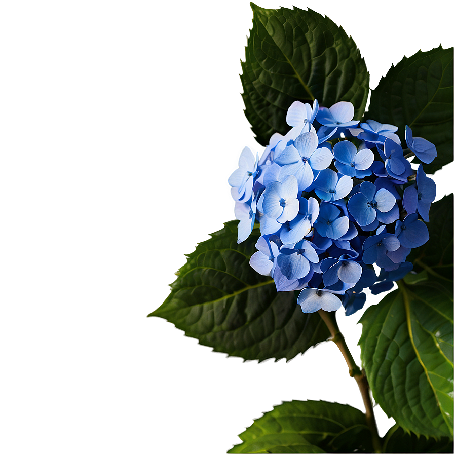 Rustic Hydrangea Png 05242024 PNG Image