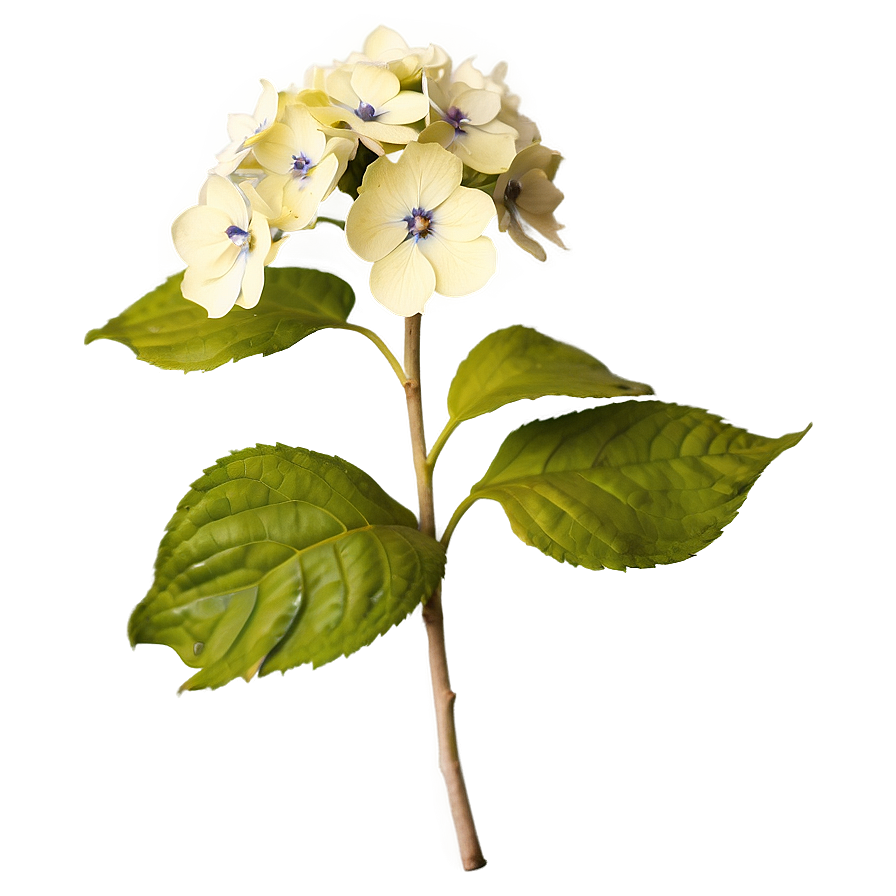 Rustic Hydrangea Png 9 PNG Image