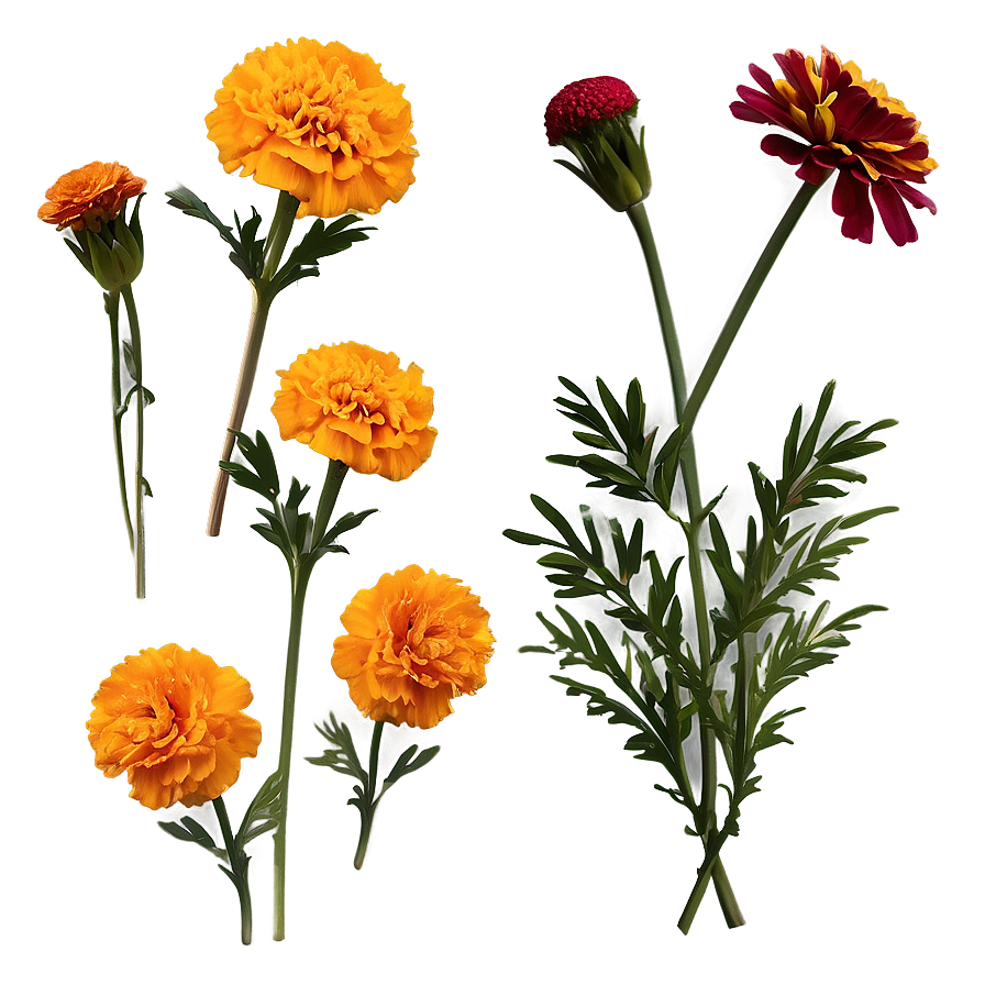 Rustic Marigolds Cluster Png Xeh PNG Image