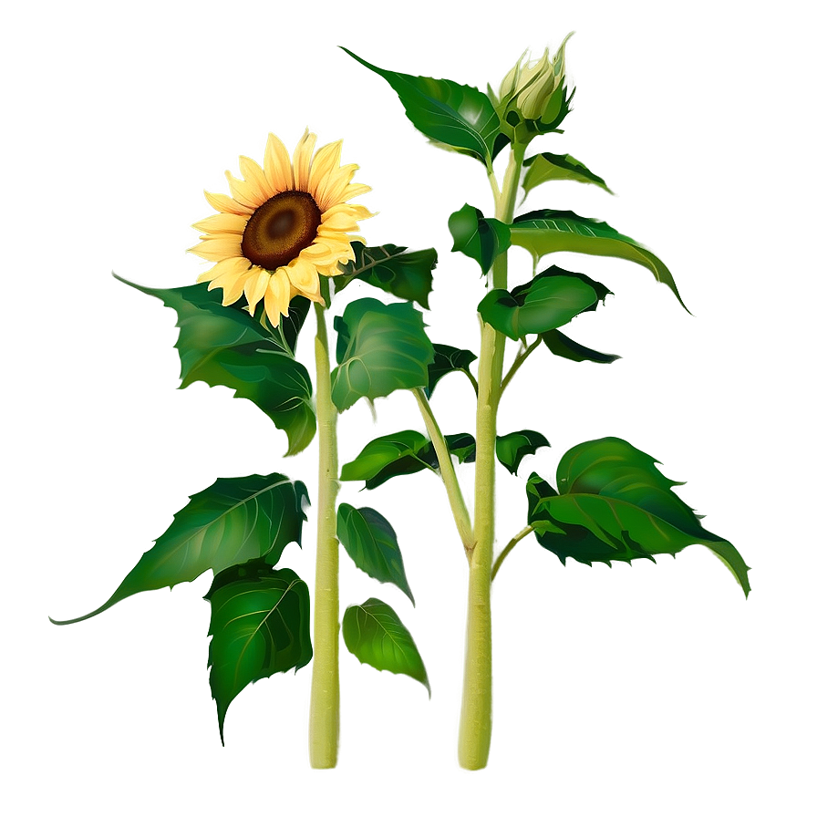 Rustic Sunflower Png Coi90 PNG Image