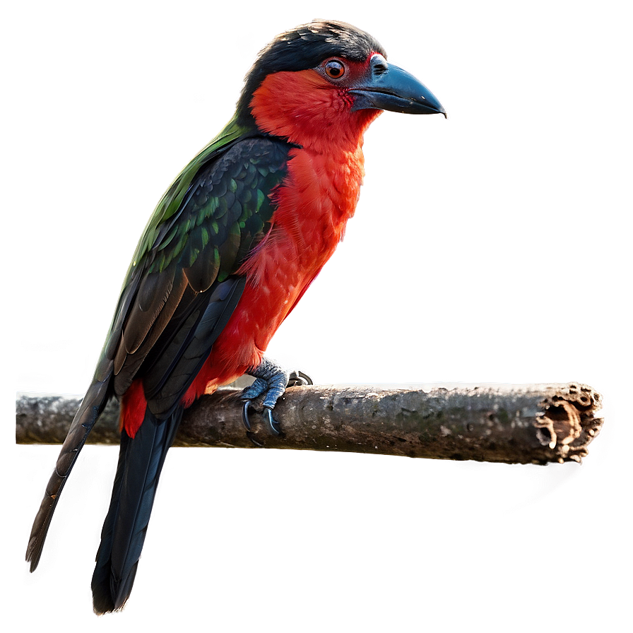 Safari Bird Watching Png 89 PNG Image