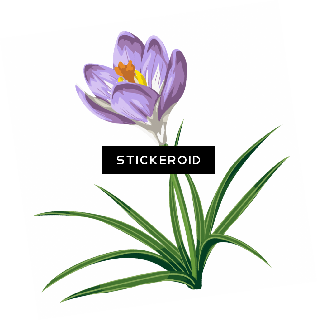 Saffron Crocus Flower Illustration PNG Image