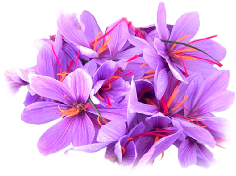 Saffron Crocus Flowers Cluster.png PNG Image