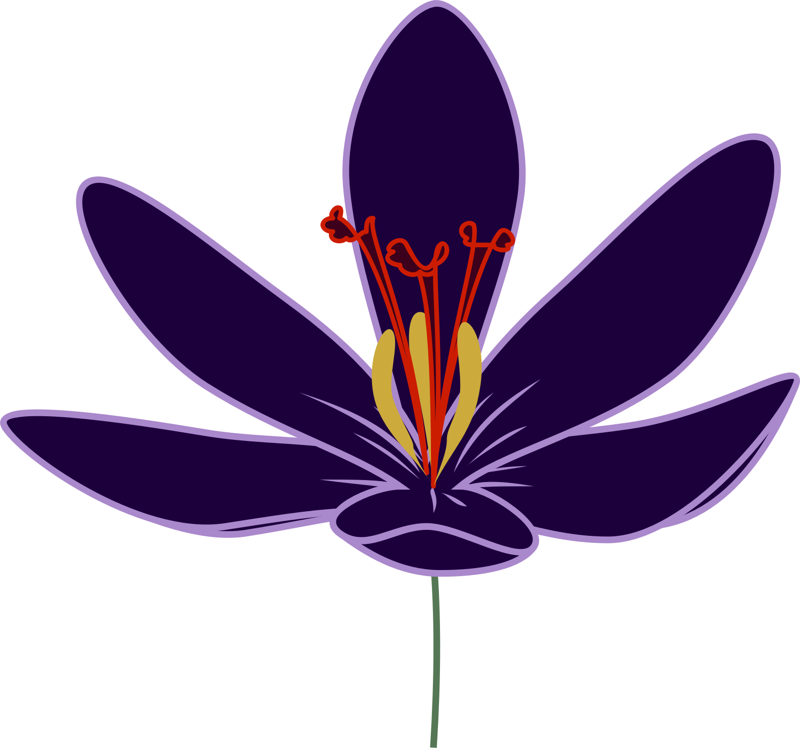 Saffron Crocus Graphic Art PNG Image