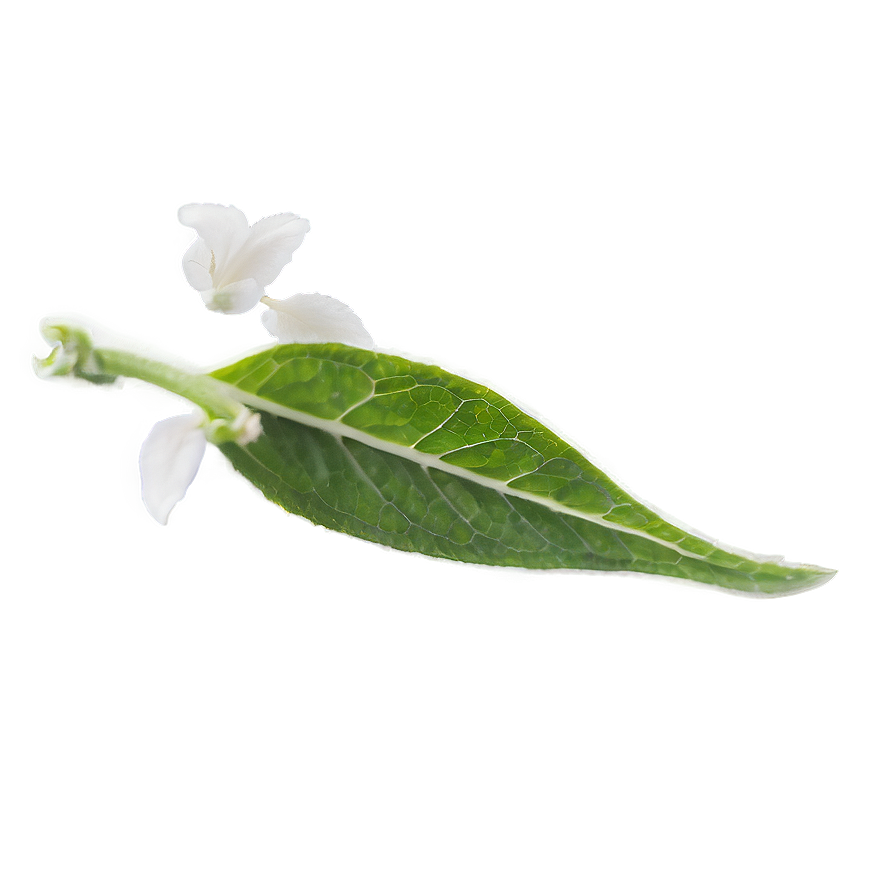 Sage Tea Leaf Png 06262024 PNG Image