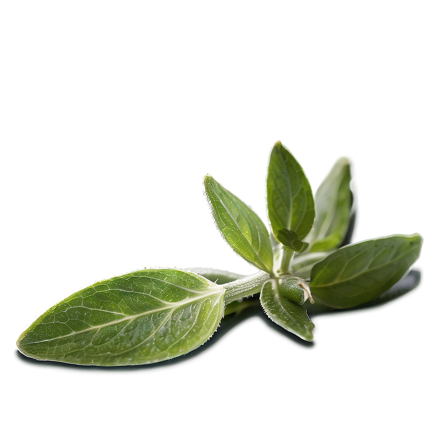 Sage Tea Leaf Png 59 PNG Image