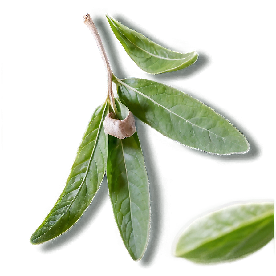 Sage Tea Leaf Png Pdq99 PNG Image