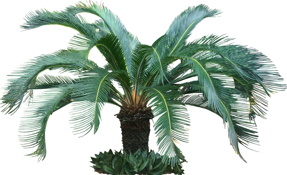 Sago_ Palm_ Tropical_ Tree.png PNG Image