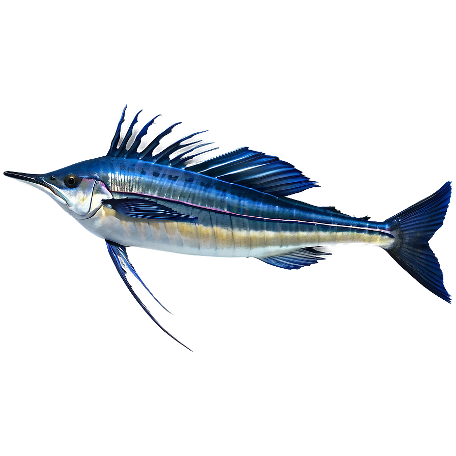 Sailfish Species Profile Png 20 PNG Image