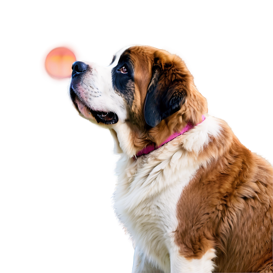 Saint Bernard Watching Sunset Png Dnw PNG Image