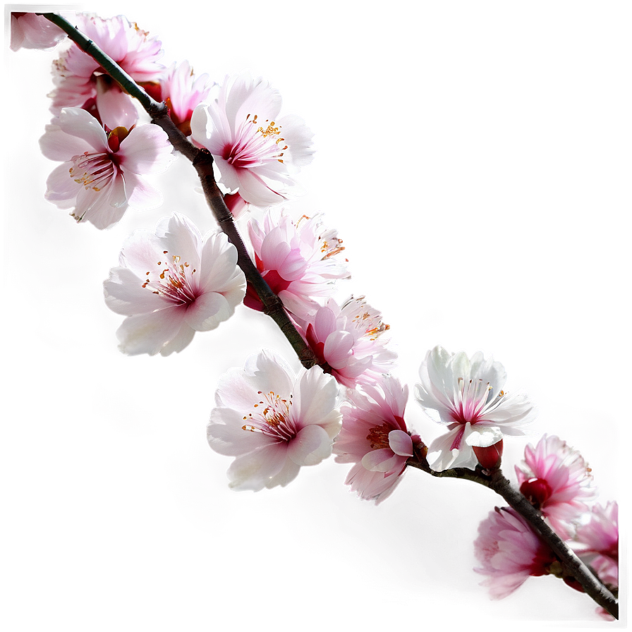 Sakura Flower Garden Png 48 PNG Image