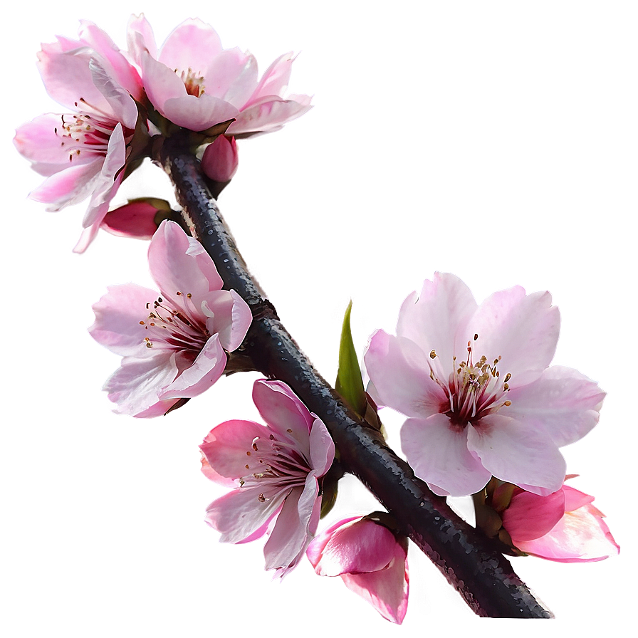 Sakura Flower Sunset View Png Bnb PNG Image