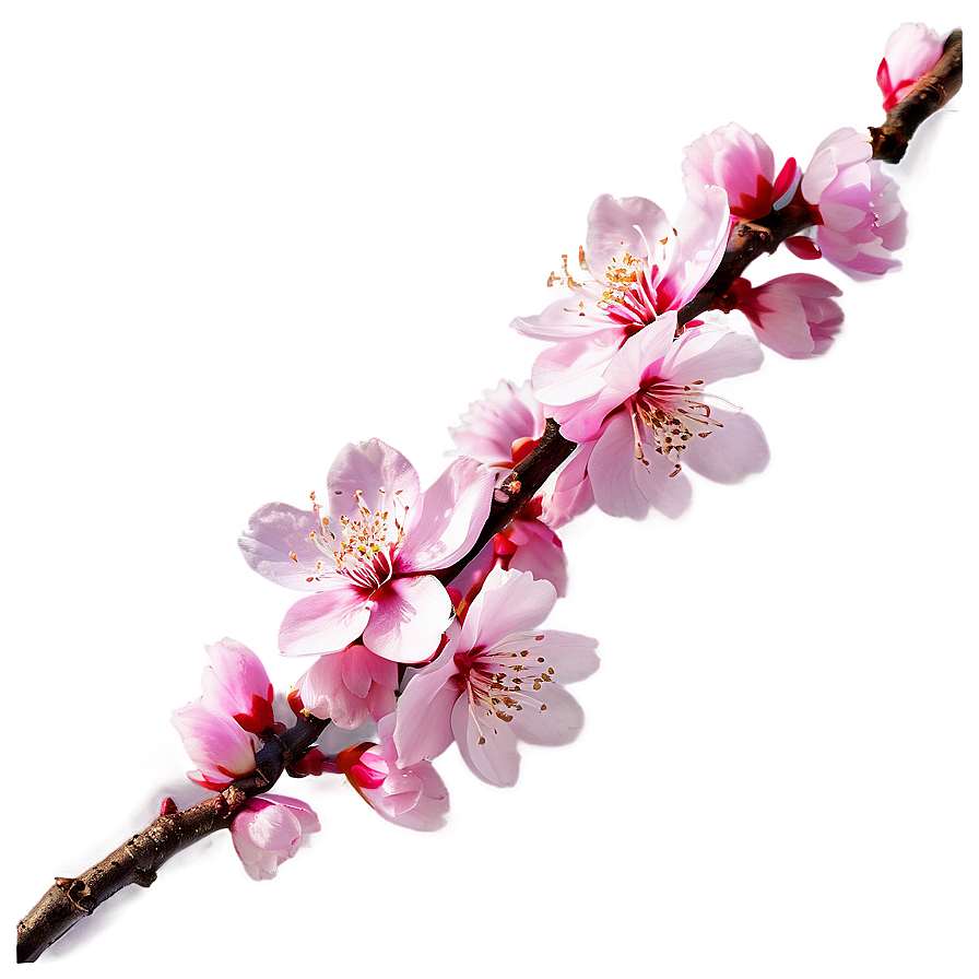 Sakura Flower Sunset View Png Hev12 PNG Image