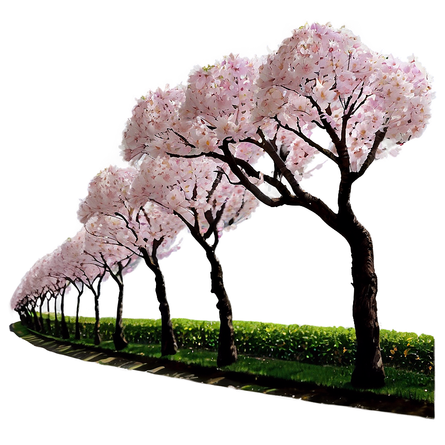 Sakura Tree Pathway Scenery Png Bvw PNG Image