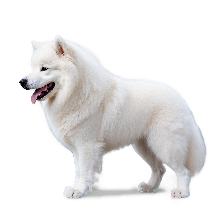 Samoyed Dog In Snow Png Vcu PNG Image