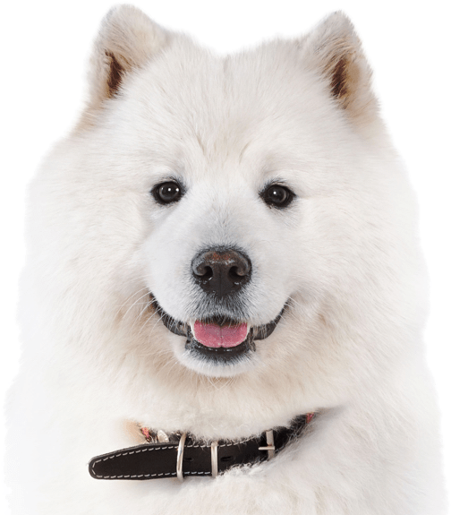 Samoyed Dog Portrait Smiling PNG Image