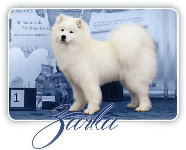 Samoyed Dog Show Winner PNG Image