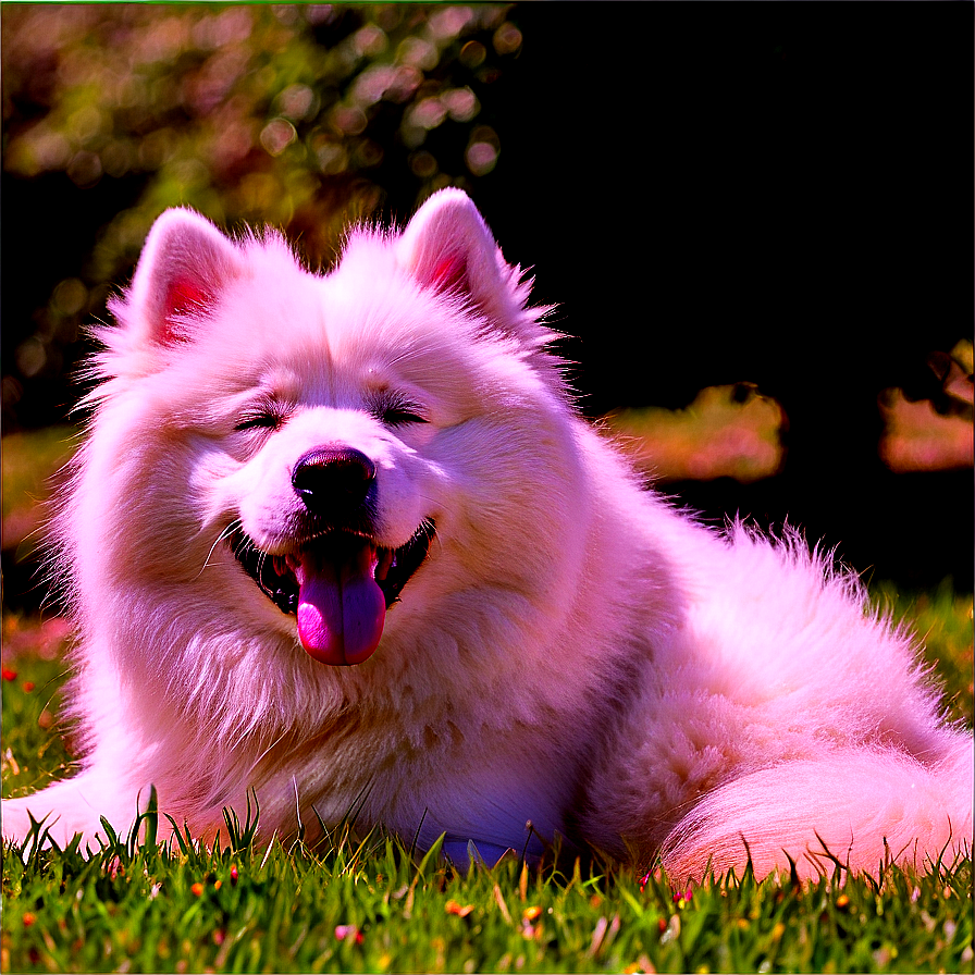 Samoyed Enjoying Sunshine Png Gtl PNG Image