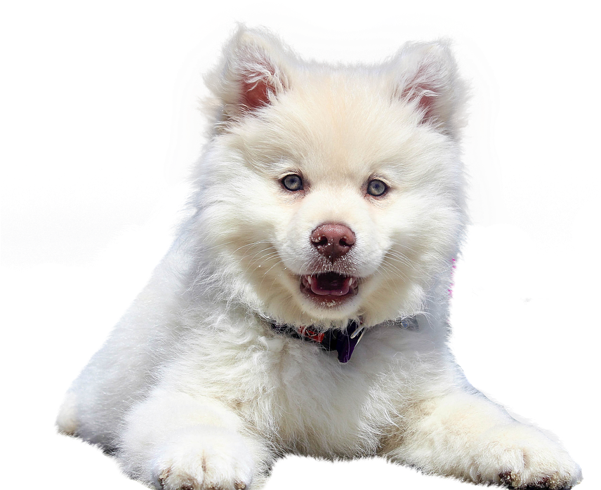 Samoyed Puppy Cute Portrait PNG Image