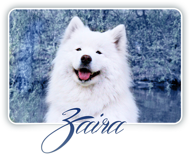 Samoyed Smilingin Nature.png PNG Image