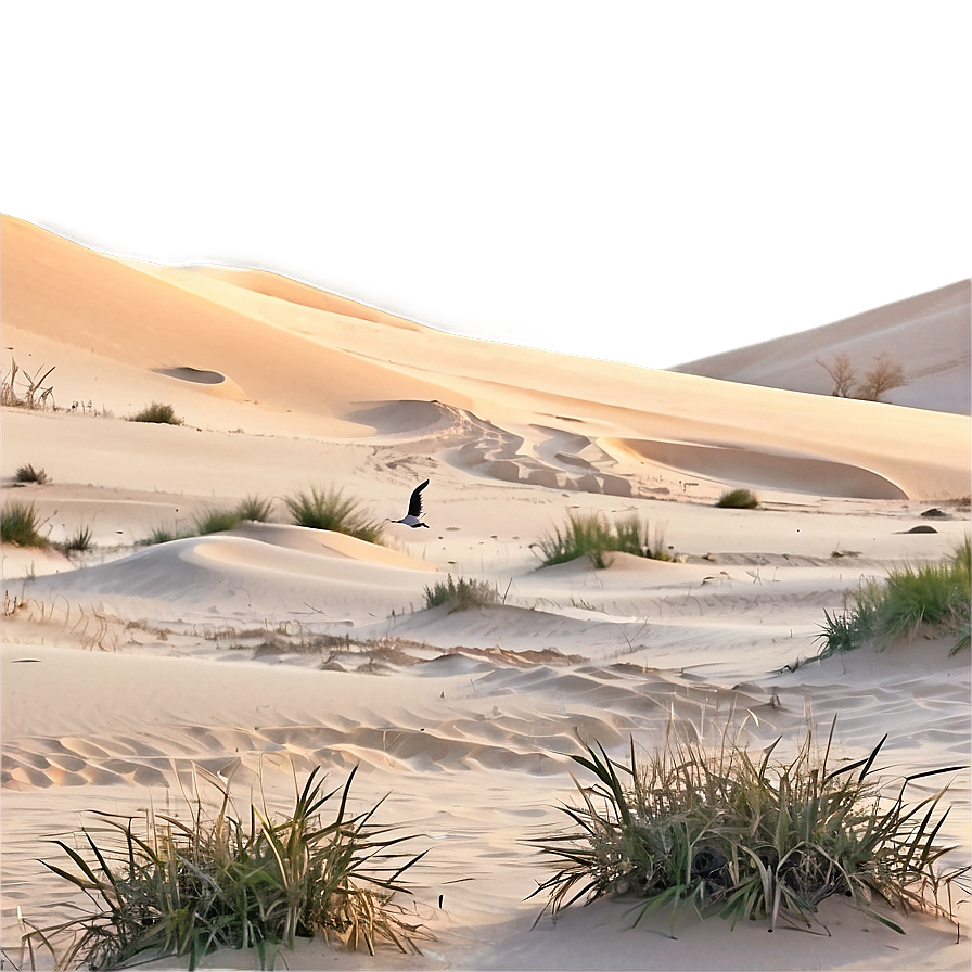 Sand Dunes And Wildlife Png 73 PNG Image