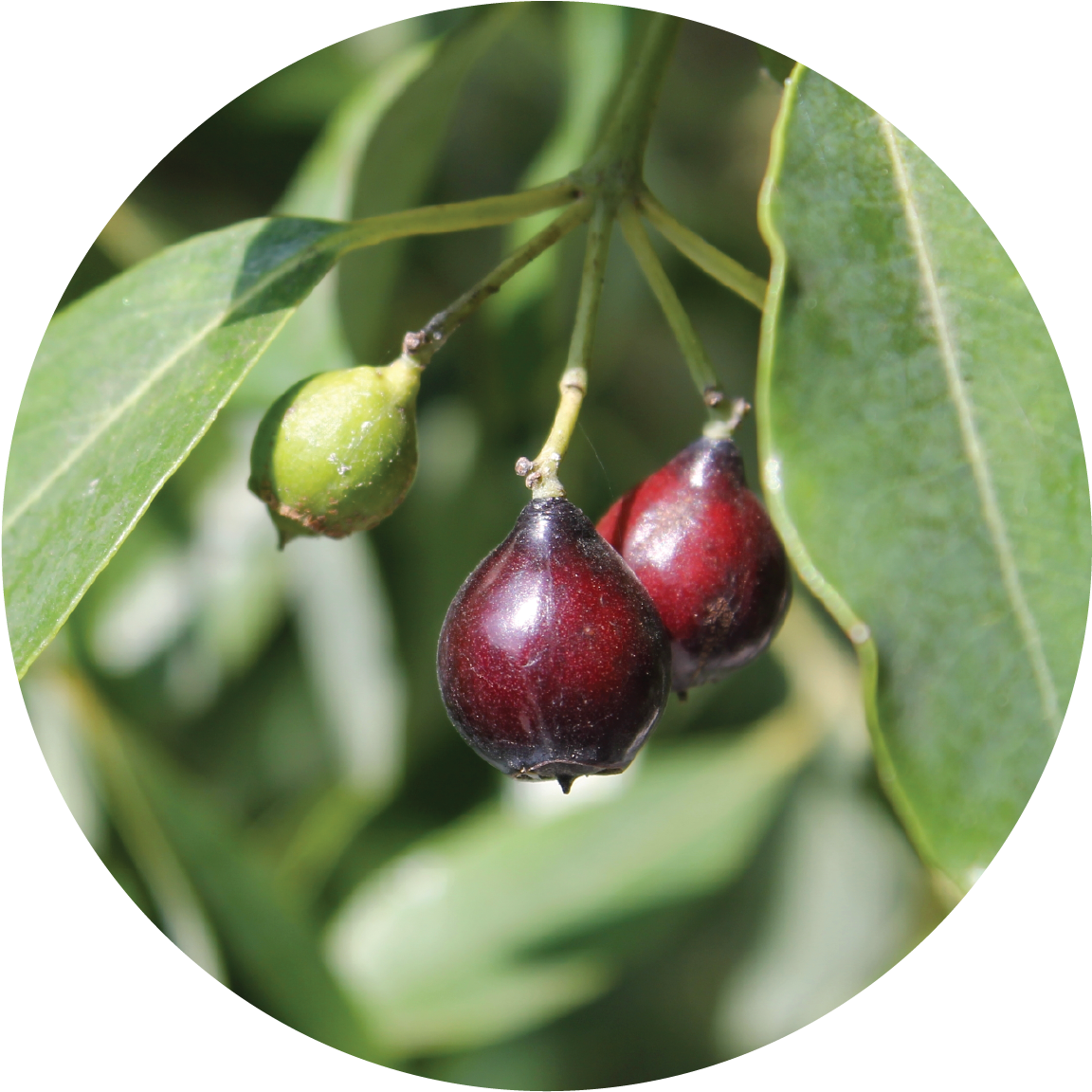 Sandalwood Tree Berries PNG Image