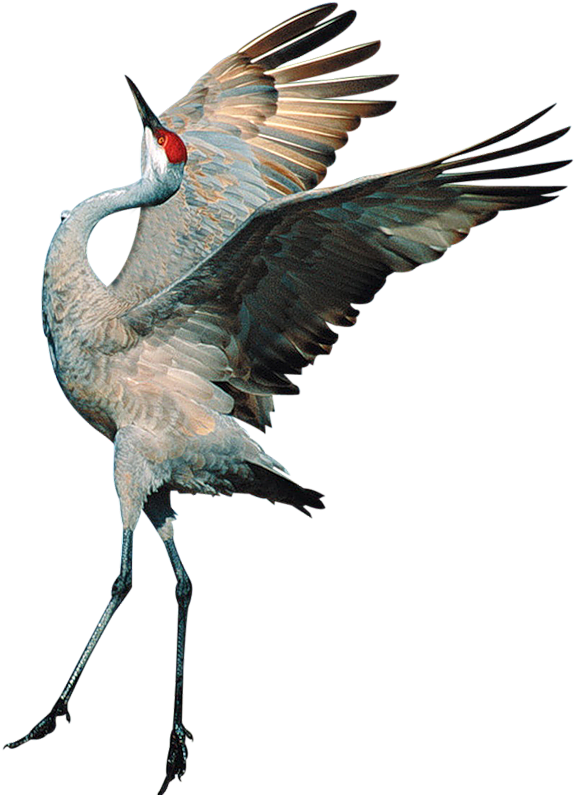 Sandhill Crane In Flight PNG Image