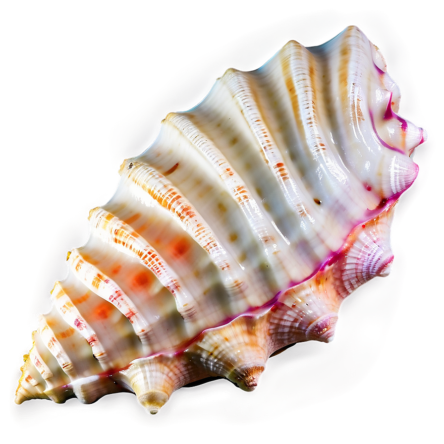 Sandy Beach Conch Shell Png 06132024 PNG Image