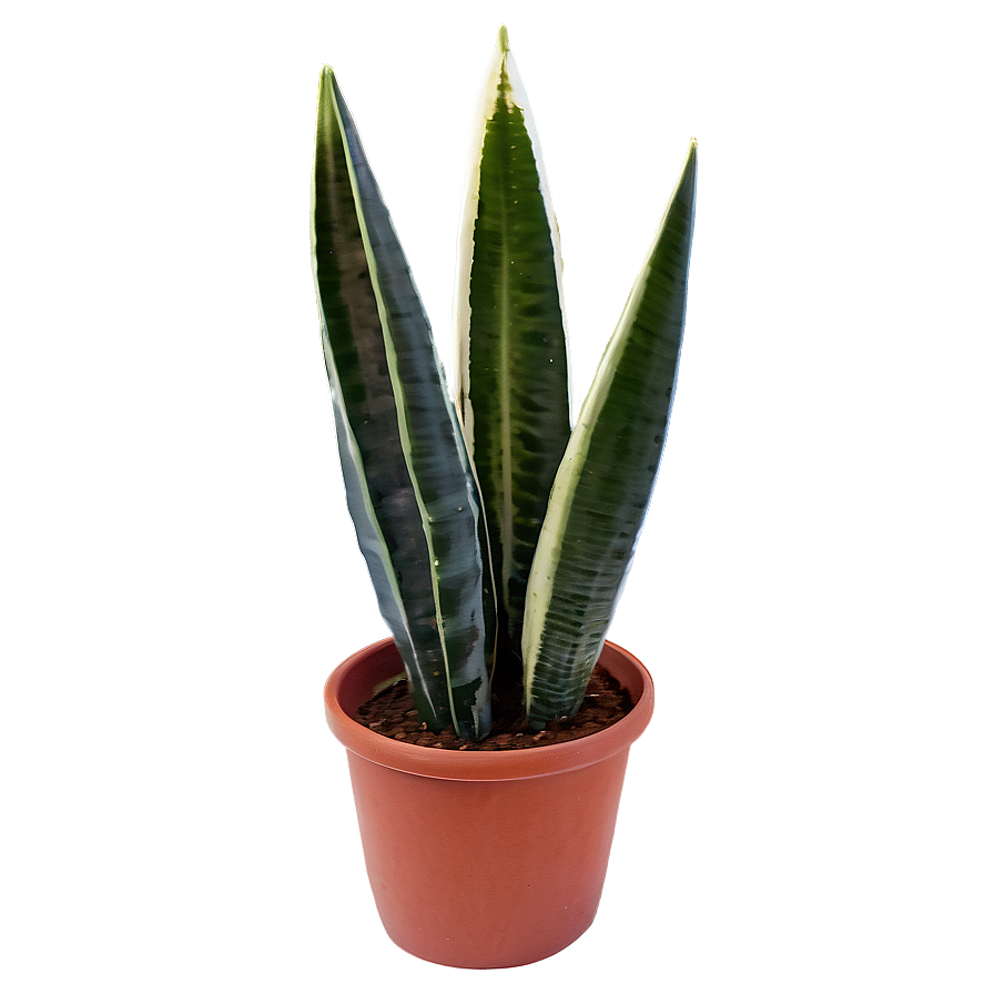 Sansevieria Plant Png 48 PNG Image