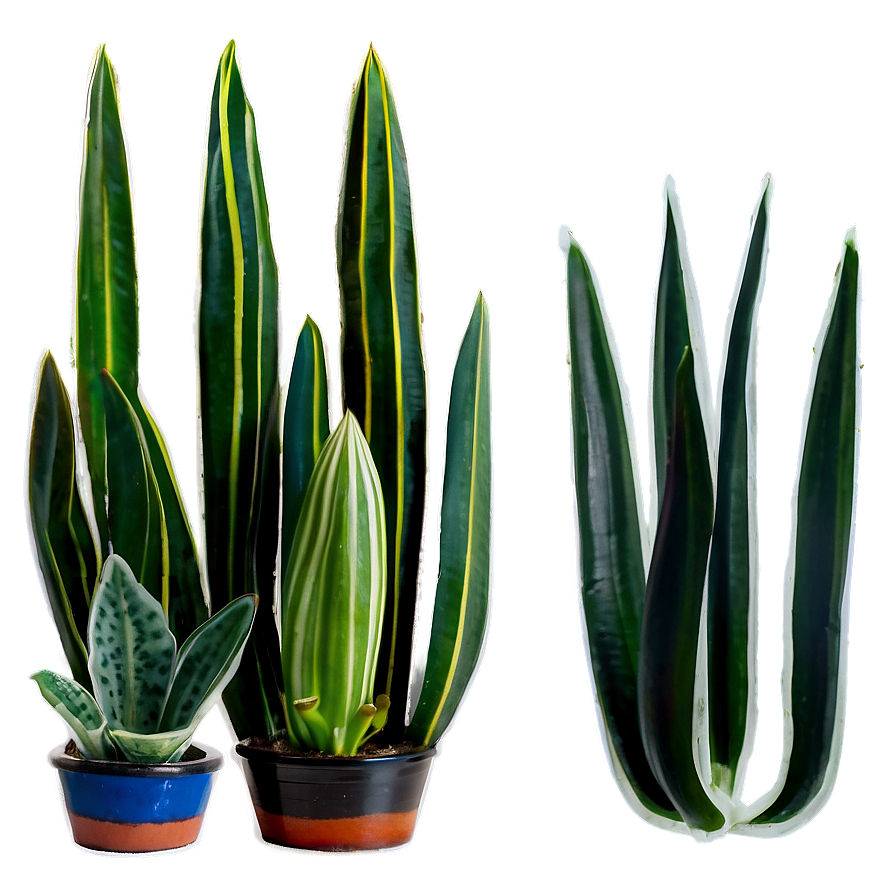 Sansevieria Plant Png Rlr86 PNG Image