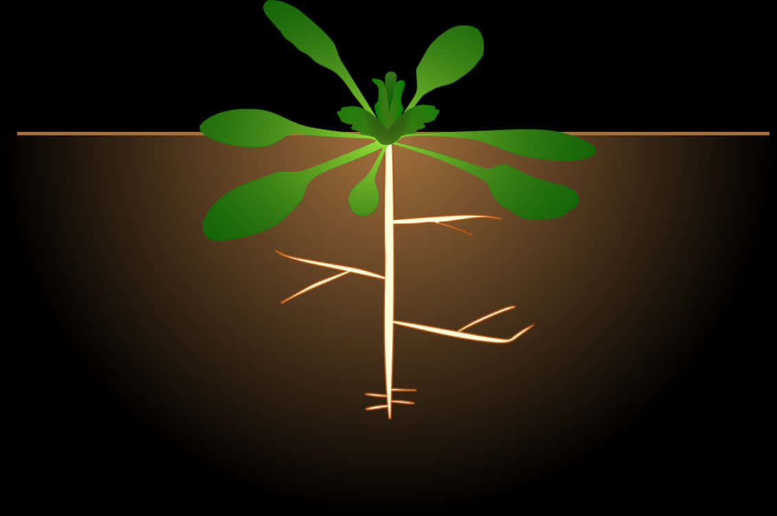 Sapling Roots Vector Illustration PNG Image