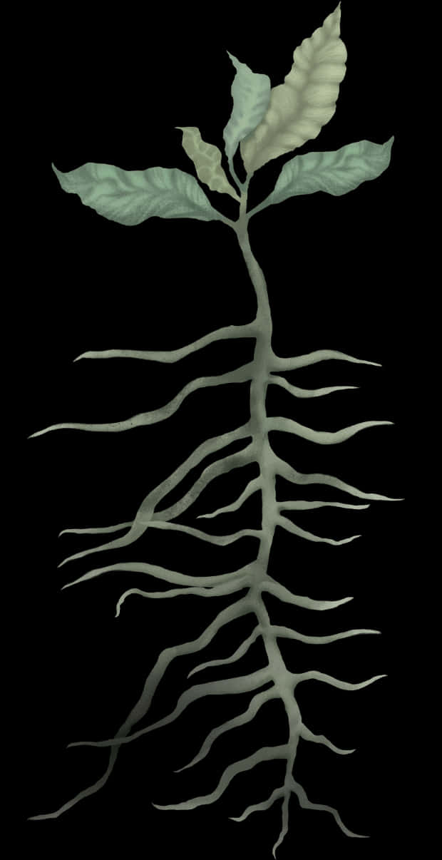 Sapling With Exposed Roots PNG Image