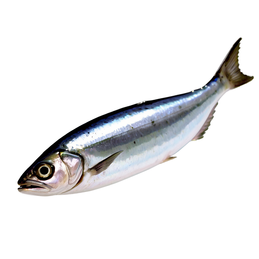 Sardine Brand Png 12 PNG Image