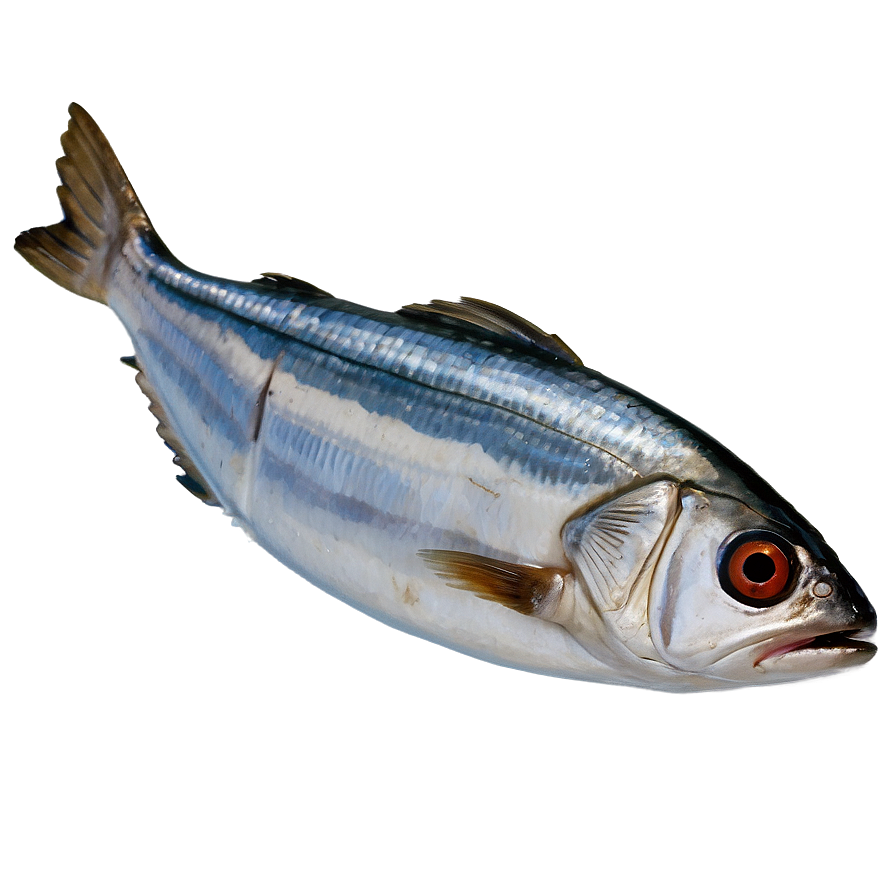 Sardine Cuisine Png 06292024 PNG Image