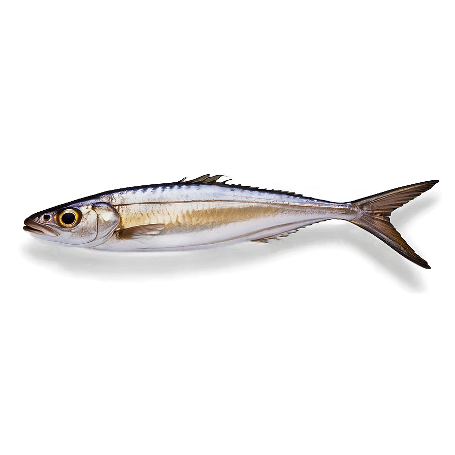 Sardine Delicacy Png 61 PNG Image