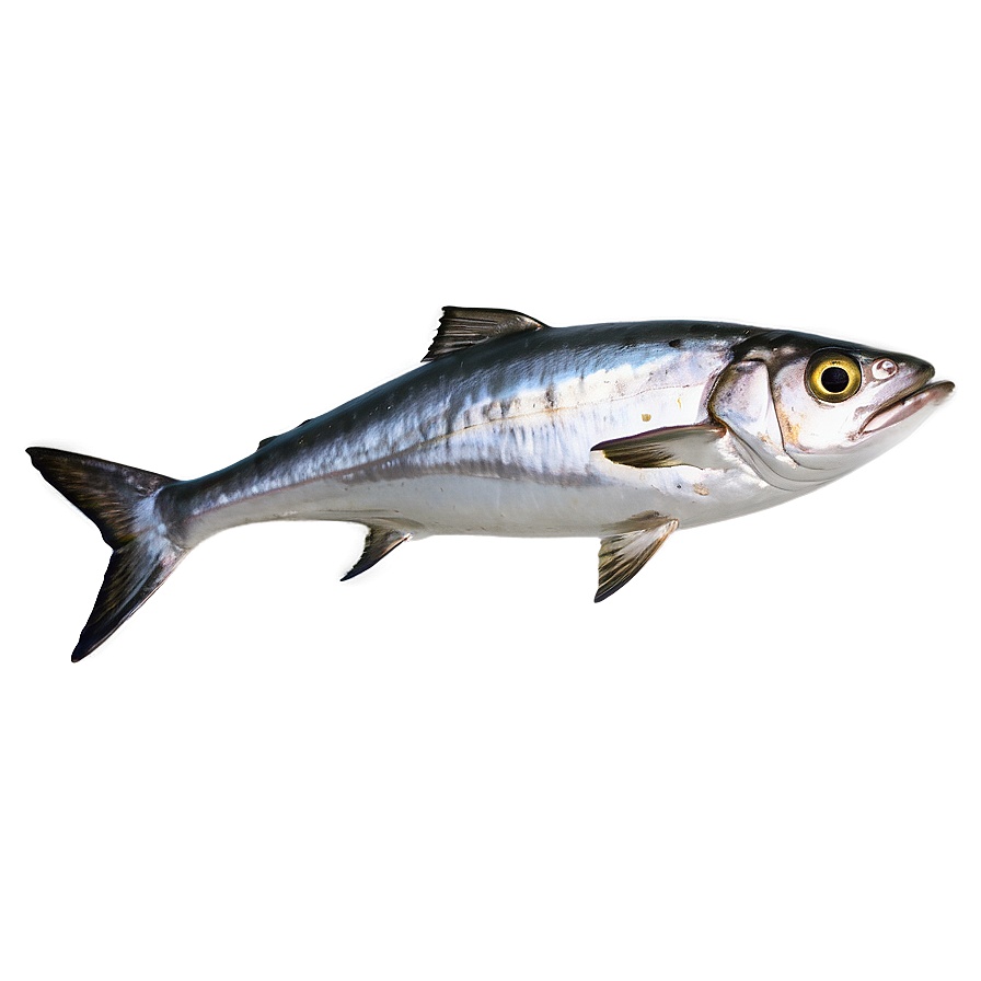 Sardine Mascot Png Fel64 PNG Image