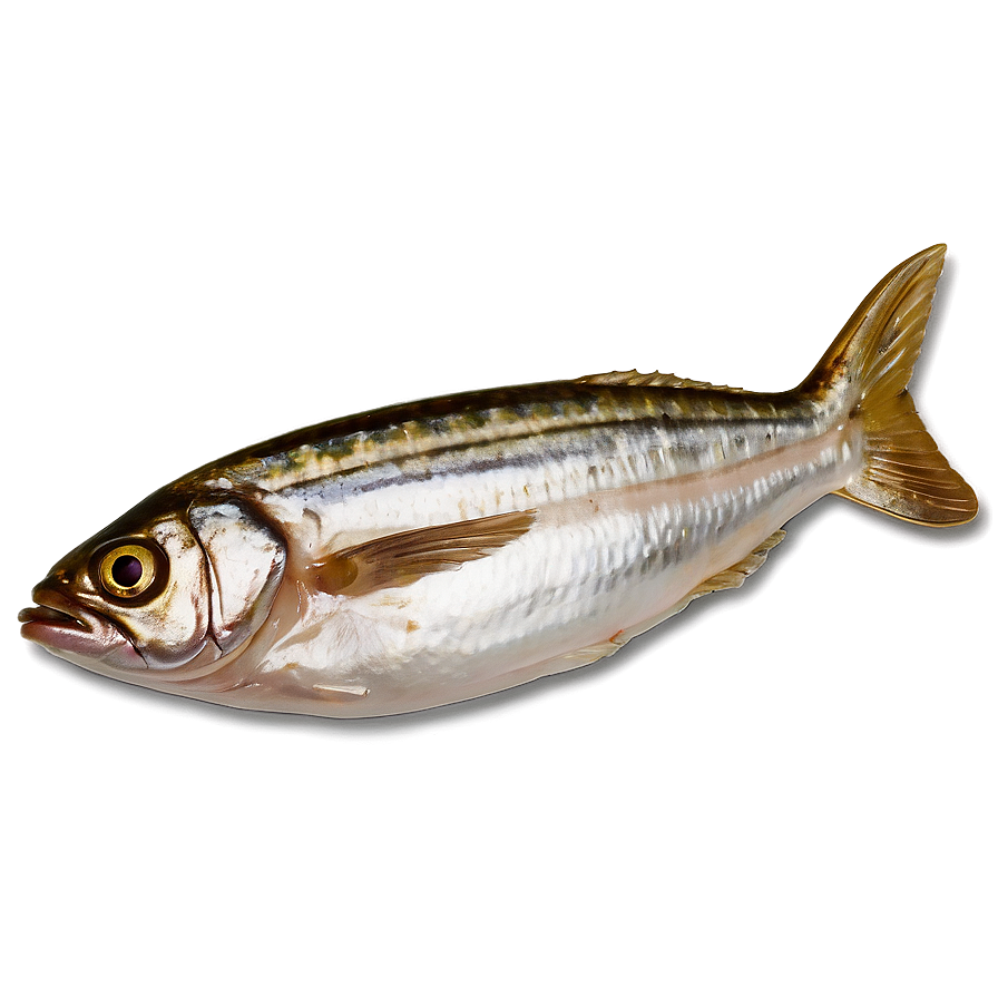 Sardine Meal Png 34 PNG Image