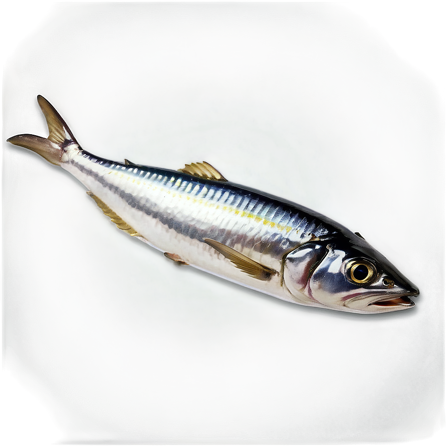 Sardine Packaging Png 50 PNG Image