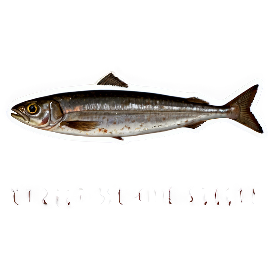 Sardine Stew Png Pfd PNG Image