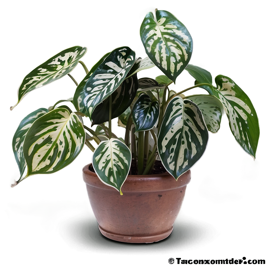 Satin Pothos Identification Guide Png 06272024 PNG Image