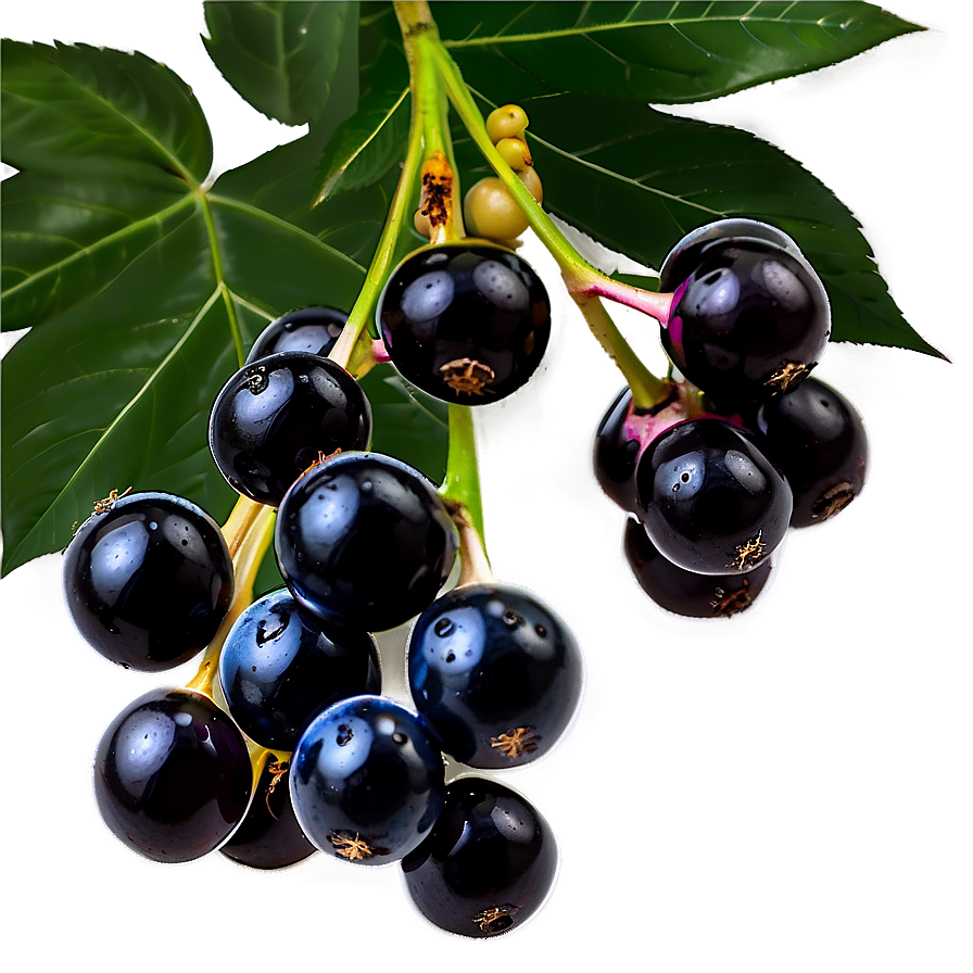 Satisfying Elderberry Png Djn11 PNG Image