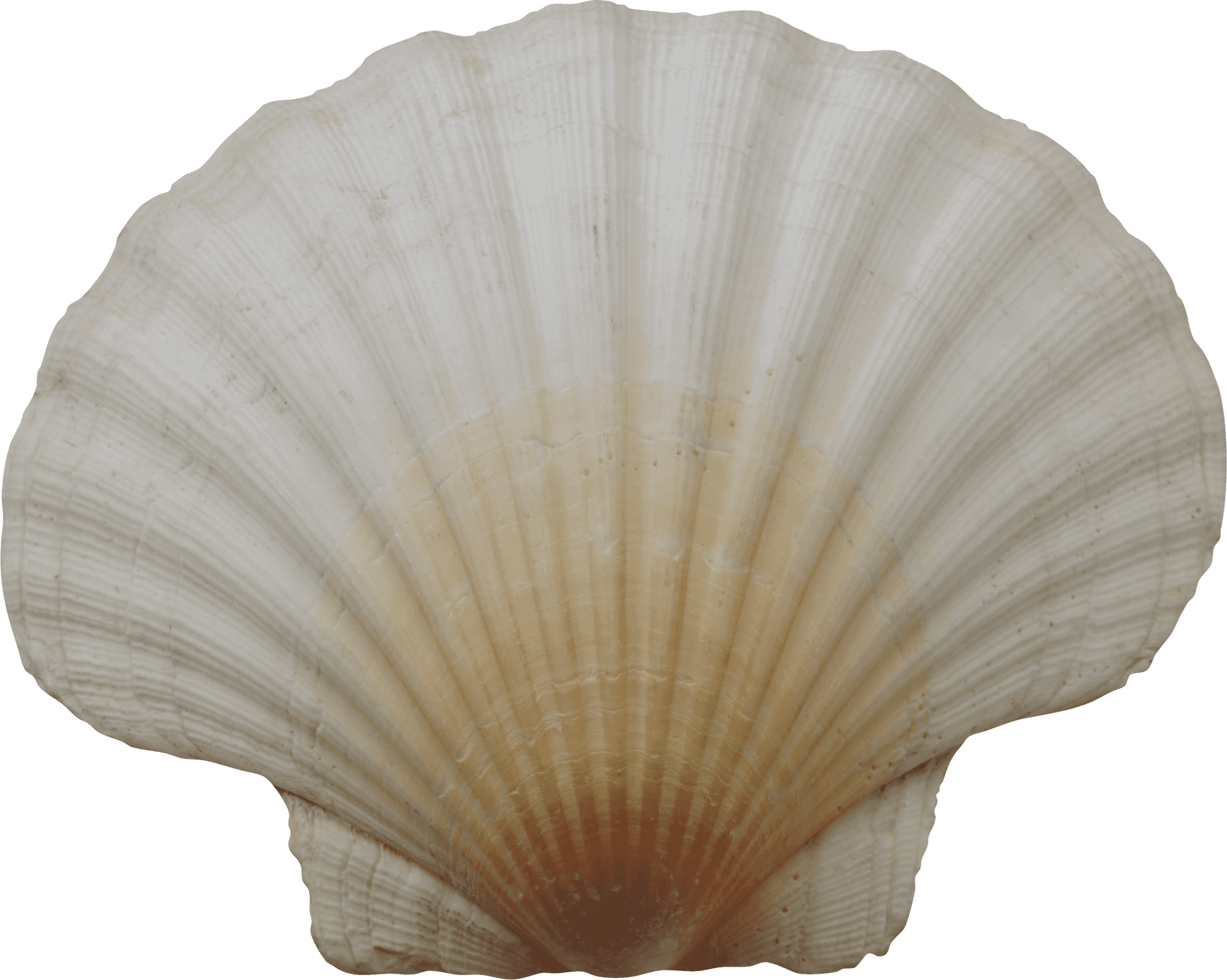 Scallop Shell Isolated Background PNG Image