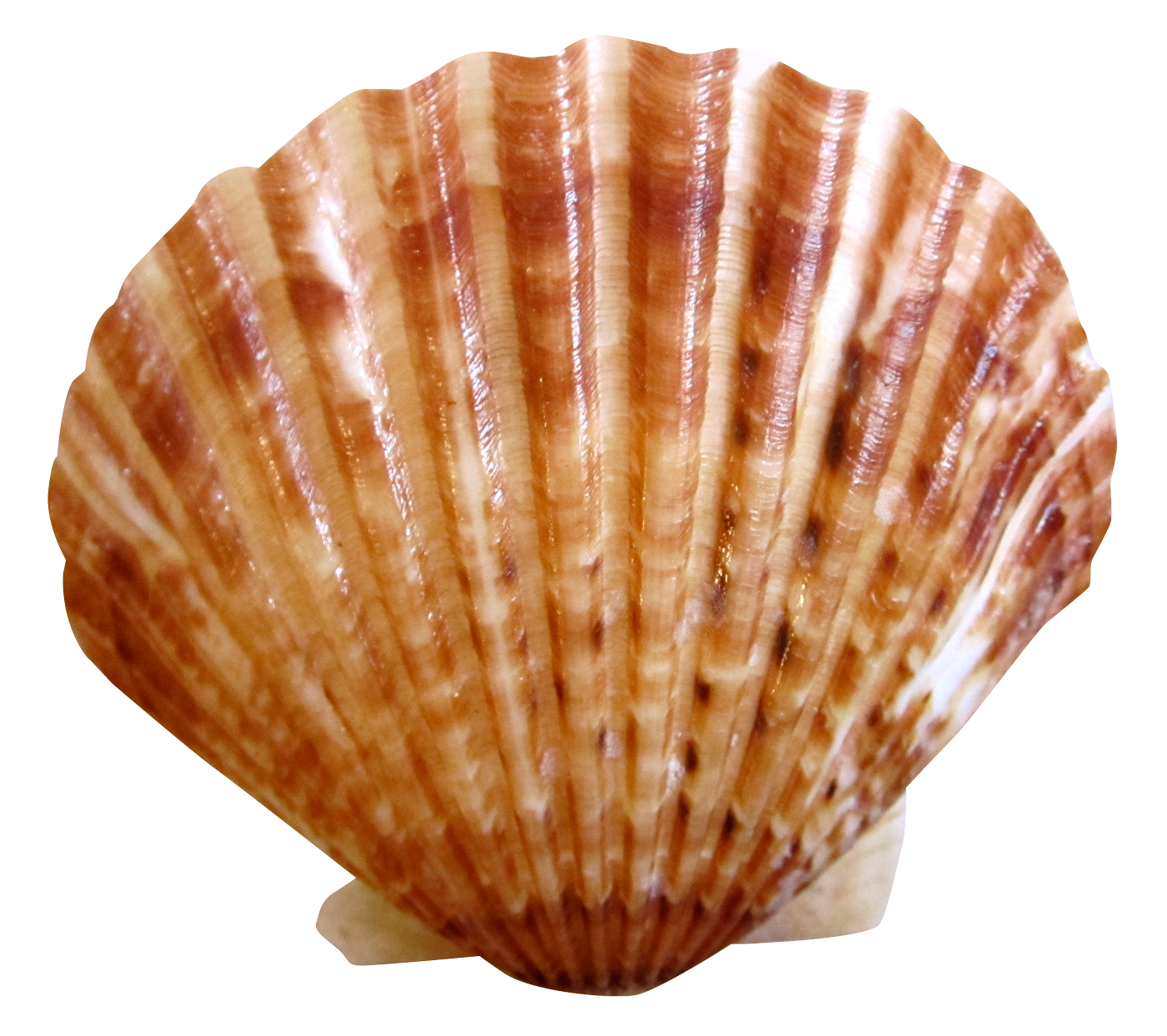 Scallop Shell Isolated.png PNG Image