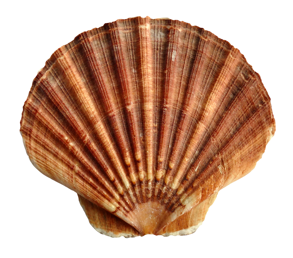 Scallop Shell Texture PNG Image