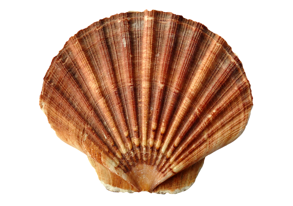 Scallop Shell Texture PNG Image