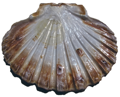 Scalloped Edge Seashell PNG Image