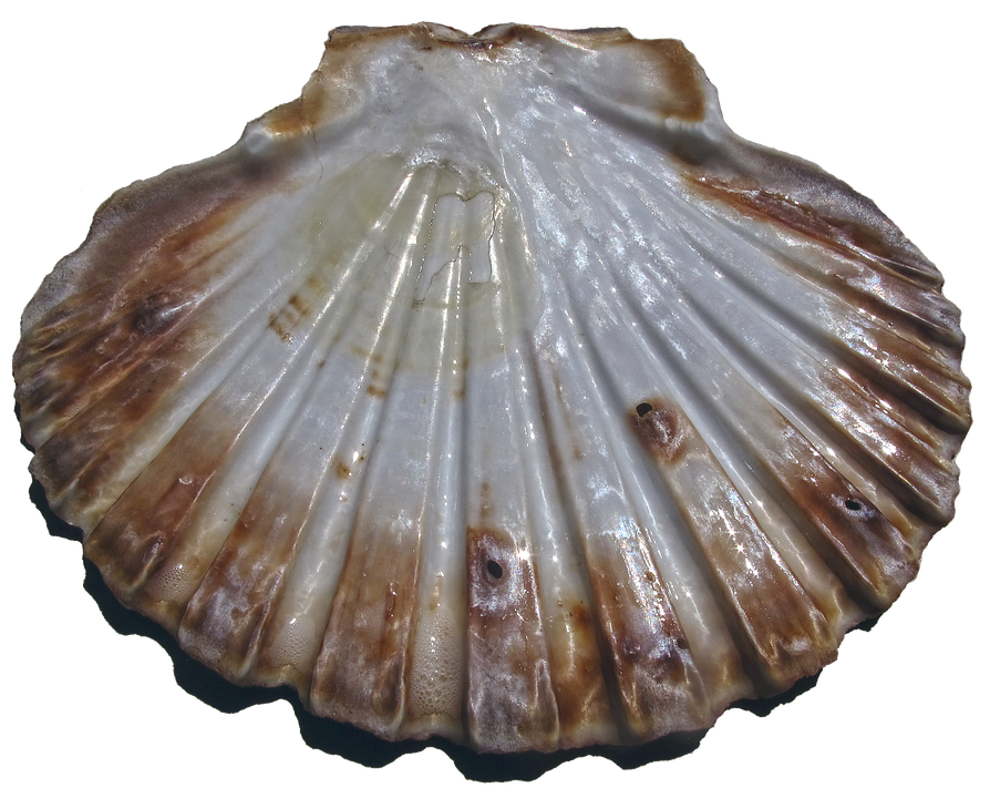 Scalloped Shell Texture.png PNG Image